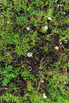 imagen detalle textura suelo de hierba verde con restos de algas y piedras de distintos tamaños y colores