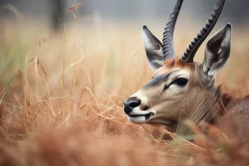 Fotobehang dew-covered grass surrounding a resting roan antelope © primopiano
