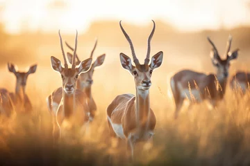 Plexiglas foto achterwand scene of roan antelopes during the golden hour © primopiano