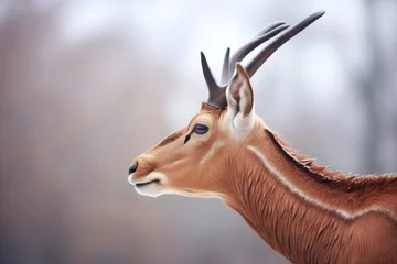 Fototapeten profile of roan antelope with breath visible in cold air © primopiano