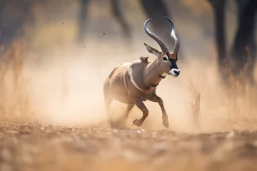 Fotobehang roan antelope in mid-run with dust trail © primopiano