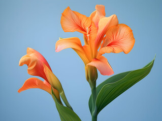 Lily flower in studio background, single lily flower, Beautiful flower images