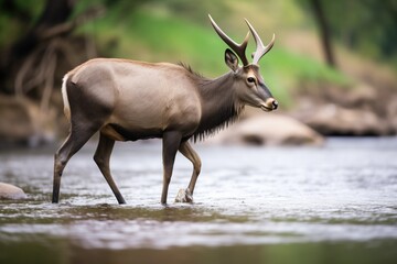 waterbuck approaching river for a drink