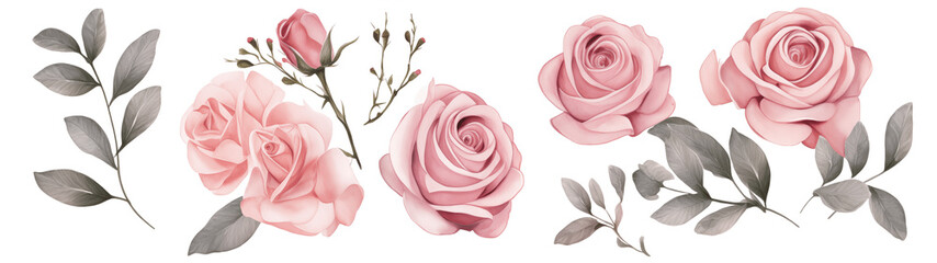 Watercolor elements pink roses on a white background