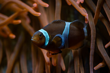 Clown Anemonefish - Amphiprion ocellaris, small beautiful colored ocean fish from Asian and Australian ocean reefs, Australia. - obrazy, fototapety, plakaty