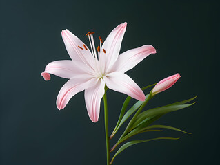 Lily flower in studio background, single lily flower, Beautiful flower images