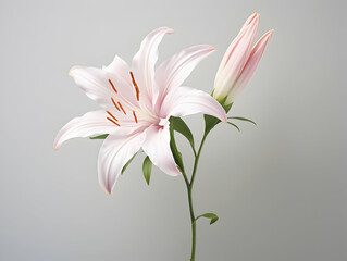 Naklejka premium Lily flower in studio background, single lily flower, Beautiful flower images