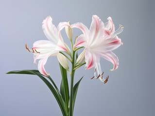 Fototapeta premium Lily flower in studio background, single lily flower, Beautiful flower images