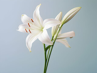 Fototapeta premium Lily flower in studio background, single lily flower, Beautiful flower images