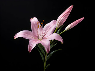Fototapeta premium Lily flower in studio background, single lily flower, Beautiful flower images
