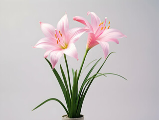 Obraz premium Lily flower in studio background, single lily flower, Beautiful flower images