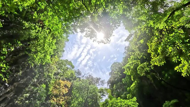 Forest canopy revealing romantic love heart made by the trees vegetation leaves and branches symbol for for example Valentine's Day also showing bright blue sky in background 4k high resolution