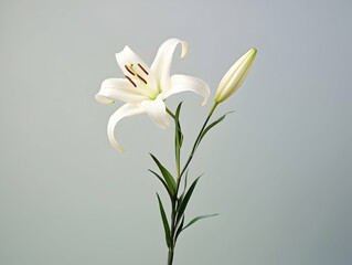 Lily flower in studio background, single lily flower, Beautiful flower images