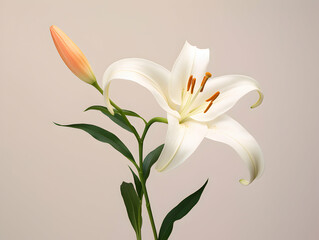 Obraz premium Lily flower in studio background, single lily flower, Beautiful flower images