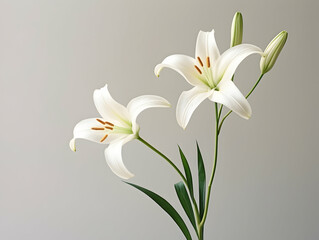 Fototapeta premium Lily flower in studio background, single lily flower, Beautiful flower images