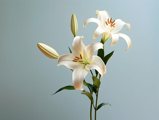 Fototapeta na wymiar Lily flower in studio background, single lily flower, Beautiful flower images