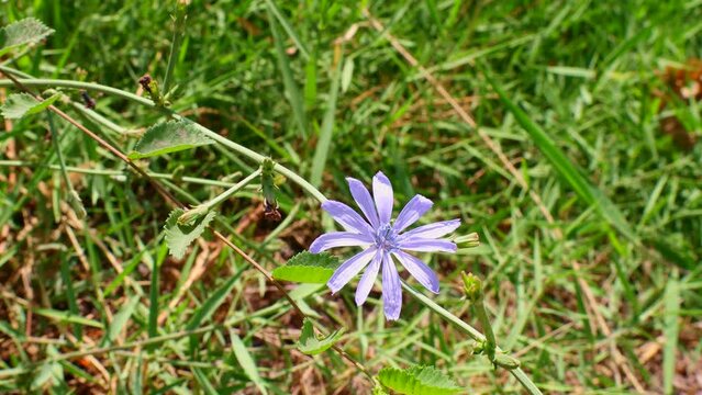 Bright blooming blue succory or common chicory (Cichorium intybus) plant flower on the meadow on green grass background