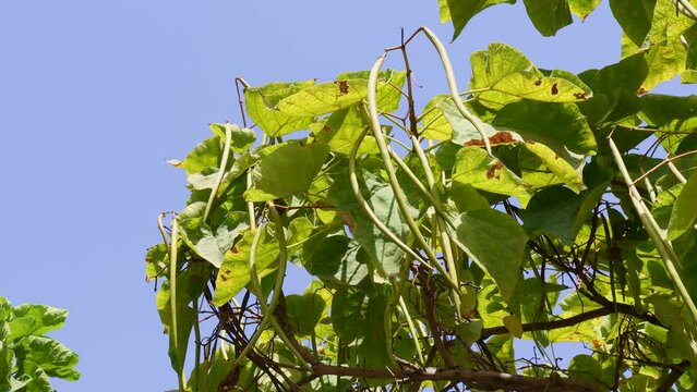 Bright green Catalpa tree leaves and seed pods in the garden in summer