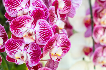 Close-up pink orchids, Phalaenopsis.