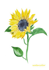 Sunflower, yellow flower, sunflower illustration , floral painting, bloom, summer flowers,  hand painted watercolor illustration	