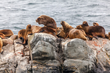 Unspoilt, wild nature in Patagonia in the Beagle Channel.