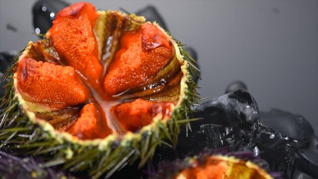 Sea Urchin with caviar close-up, on black background. Fresh open sea urchins with ice, ready to eat. Border design, delicatessen food. Traditional Mediterranean food. Roe. Sea food. 
