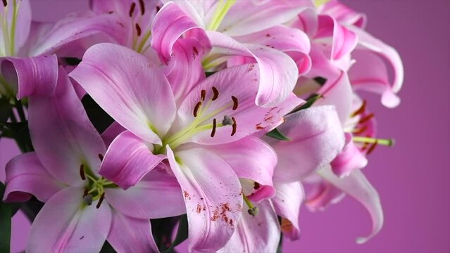 Beautiful lily flowers bouquet close up. Lillies. Pink lilies rotating background. Big bunch of fresh fragrant lilies, macro. Slow motion. 