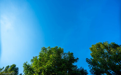 Obraz premium Trees and sky nature background pictures