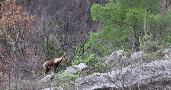 Apennine chamois, Rupicapra pyrenaica ornata, an animal typical of the Italian region of Abruzzo, in central Italy