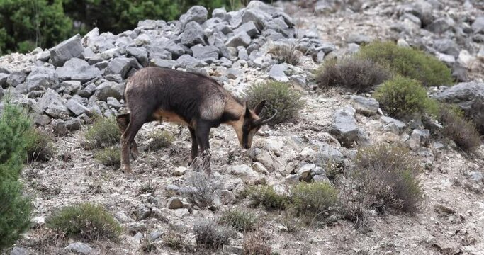 Apennine chamois, Rupicapra pyrenaica ornata, an animal typical of the Italian region of Abruzzo, in central Italy