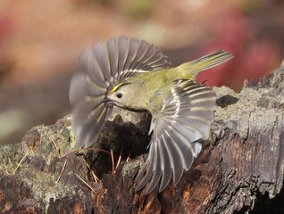 Image of a Winter Goldcrest, the Smallest Bird in Europe, Flying over a Picturesque Tree Stump...