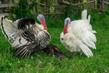 Two turkeys with vibrant red and blue heads, one white and one brown, strut through green grass.