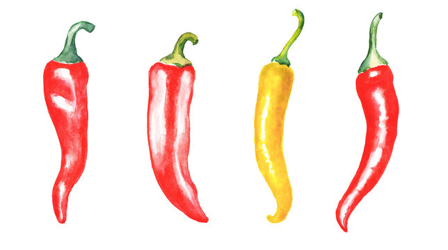  Watercolor  hand painted  illustration  of chili peppers,  red and yellow peppers, spice, watercolorfood illustration