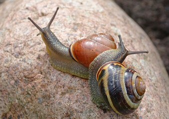 two shell snails sit on a granite stone