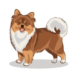 Obraz premium Pomeranian Dog