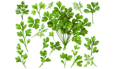 set of  parsley leaves isolated on a transparent background, Herbs and spices, Food or diet design elements, Food, Coriander, png.