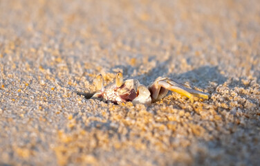 A crab on the beach is running on the white sand. Exotic animals in the resorts of tropical islands. The concept of a beach holiday in the tropics.