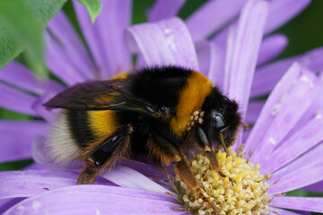 Closeup on a hairy colorful queen buff-tailed bumblebee , Bombus terrestris on a blue aster in the...