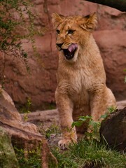 junger Berberlöwe leckt sich das Maul