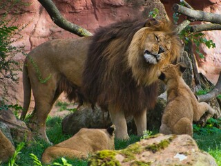 Berber Löwe zieht eine Grimasse, Zoo Hannover