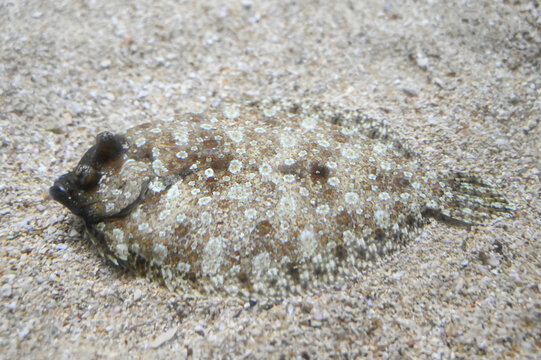 European flounder in the sand on the bottom of the sea. Flatfish in the water. 