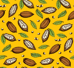 Cocoa Fruits. Vector drawing