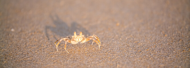 A crab on the beach is running on the white sand. Exotic animals in the resorts of tropical...