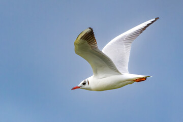 Flying Black-headed Gull, Chroicocephalus ridibundus, in winter plumage with red-orange beak and...