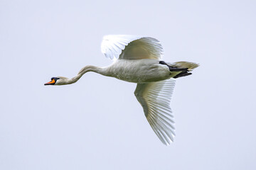 Close Up of a mute swan, Cygnus olor, flying overhead with eye contact and typical arched swan neck against neutral light background