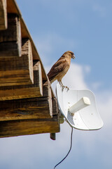 bird of prey on the roof