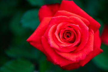 赤いバラ