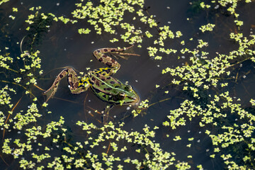 Grenouille verte dans l'eau

