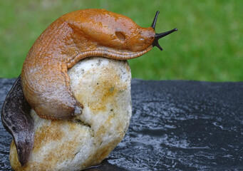 a light brown nudibranch sitting on a small stone    