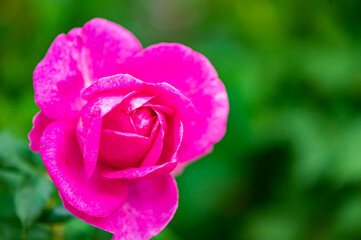 ピンク系のバラ